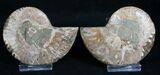 Cut and Polished Ammonite Pair #8411-1